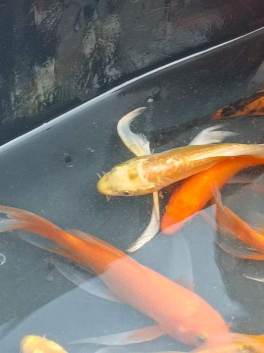 karp koi,karaś ozdobny itd