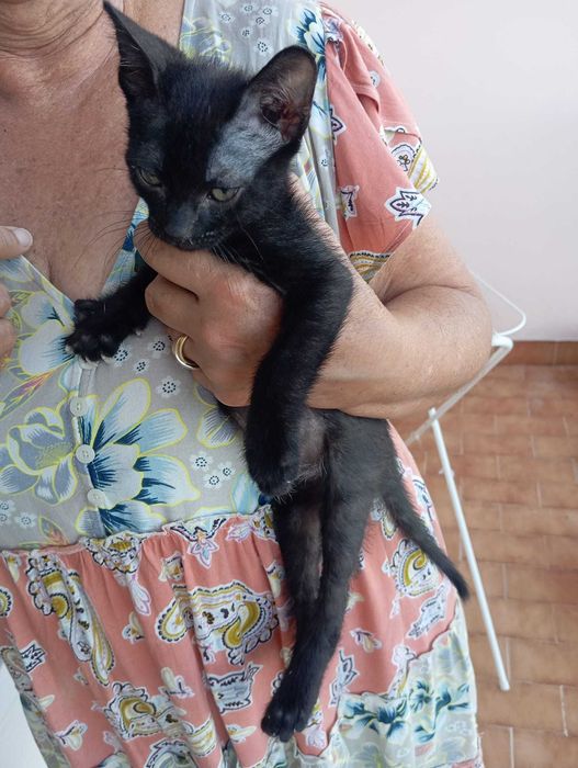 Jerry - Para Adopção responsável