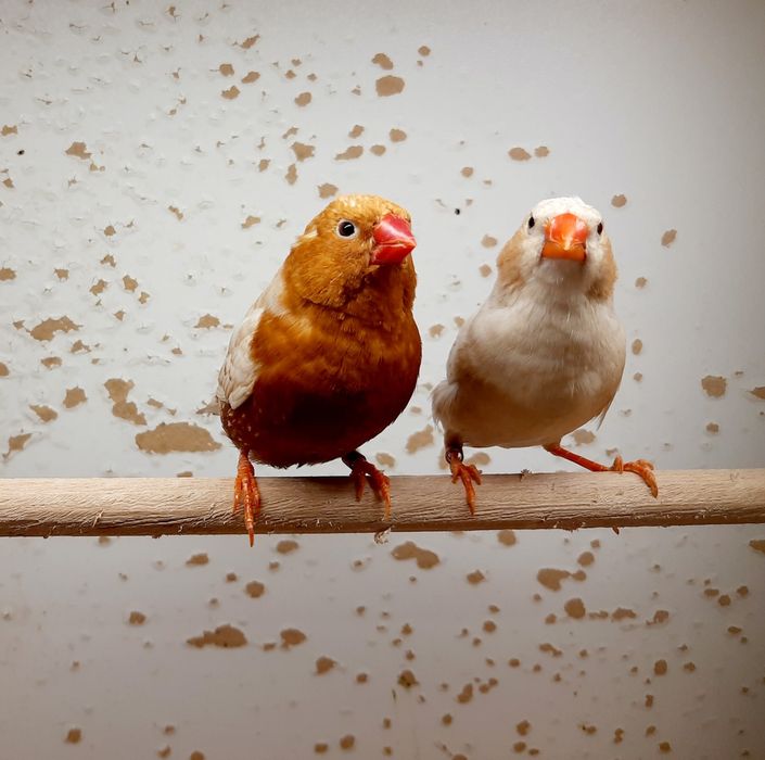 Zeberki zeberka Rudopierśne