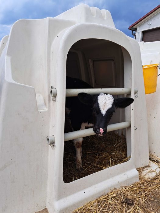 Mobilny dojarz - zastępstwo gospodarza