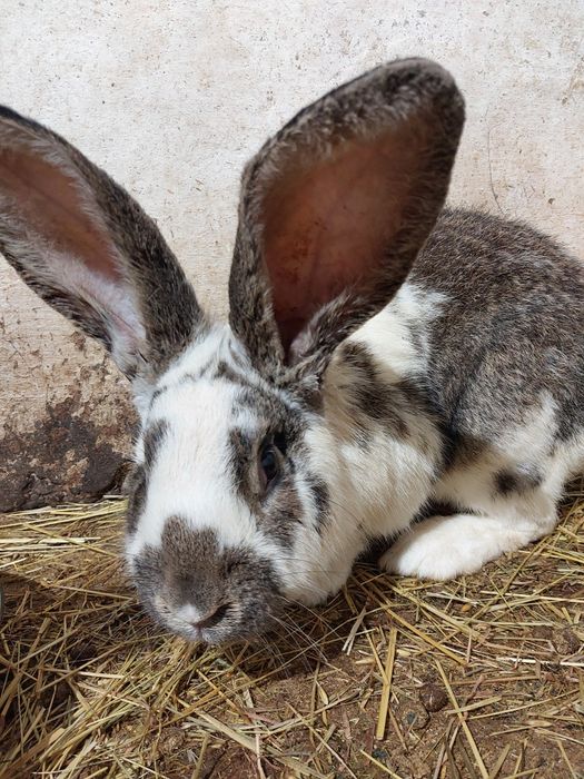 Królik belg mieszany ze srokaczem