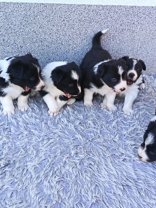Border Collie czarno biała suczka
