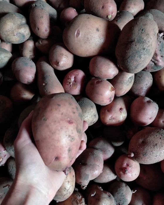 Продам домашню картоплю