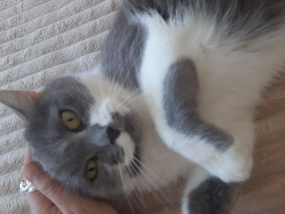 Лізочка шукає дім