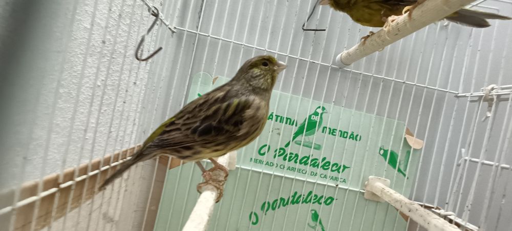 Canários timbrados espanhol