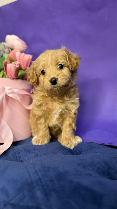 Дівчинка кризітка мальтіпушка