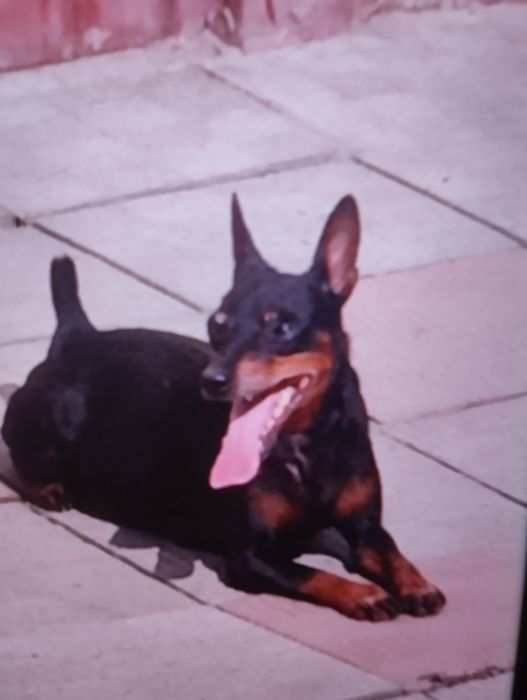 Щенки цвергпинчера