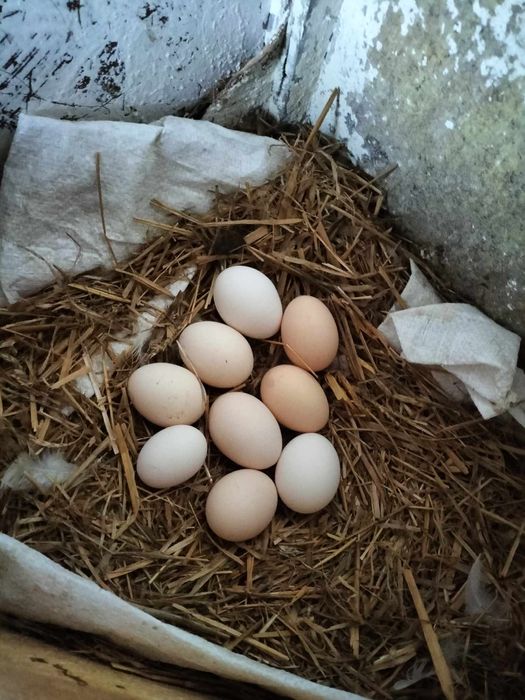 Sprzedam jajka MOŻLIWOŚĆ Dowozu