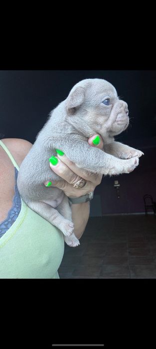 Buldogue francês  isabella MENINO LINDO