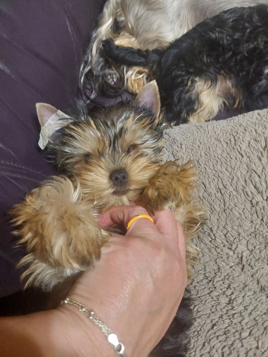 Yorkshire terrier