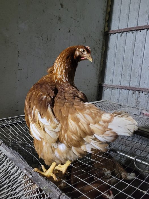 Кури ломан браун молоді