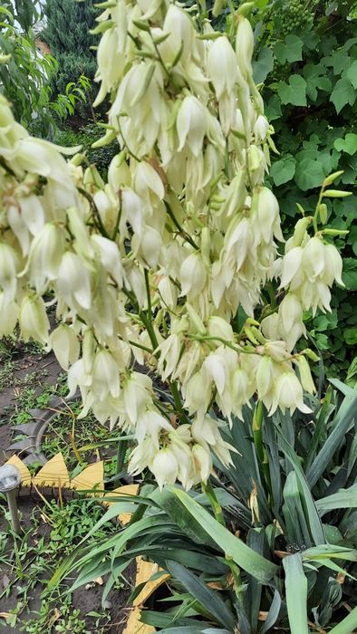 Продам юкку ничтату