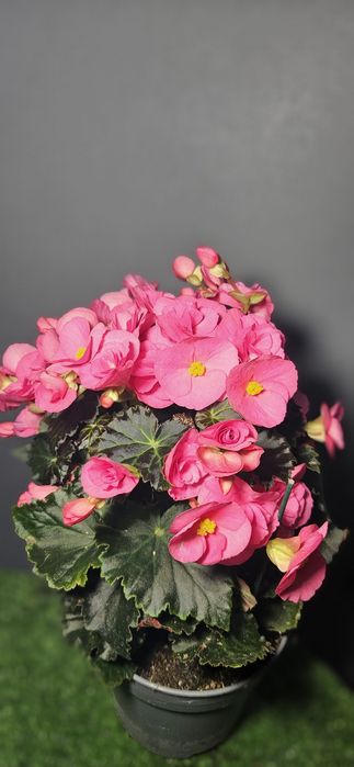 Продам мухоловку ,лимон ,мандарин,ананас,розу,каланхое ,рождественник