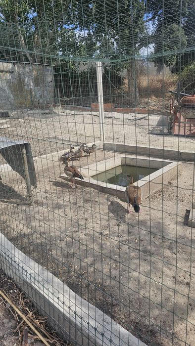 Vende-se casal de gansos