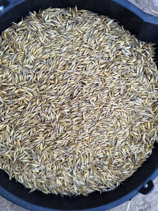 Owies gniady i żółty