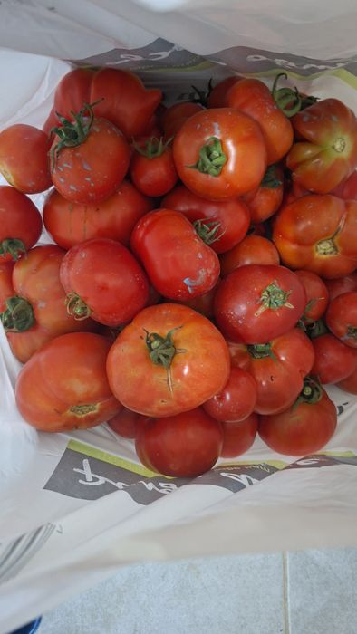 Vendo tomates caseiros