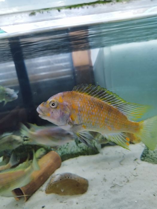 Petrochromis kasumbe kibige tanganika dzikie dorosłe