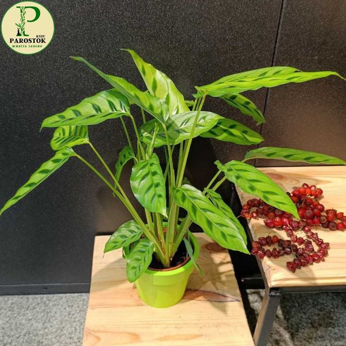 Калатея. Ф’южн Єлоу. Розеопікта Принцеса Джессі. Ф’южн Вайт.