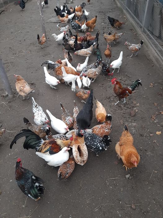 куры бентамки корольки