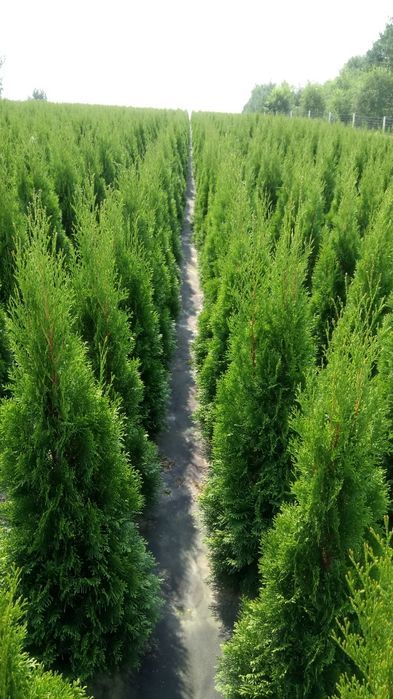 Tuja,thuja,tuje, thuje szmaragd140- 150cm