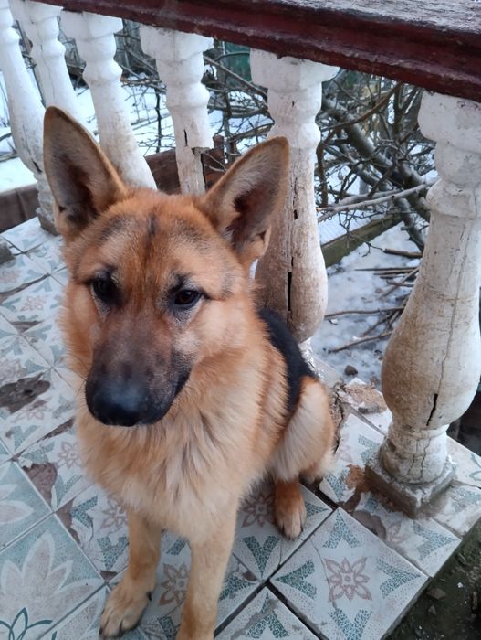 Пропоную кобеля німецька вівчарка віком 1,5років для в'язки (злучки)