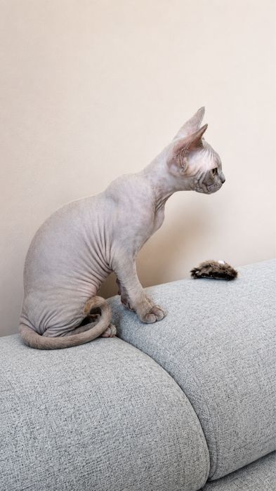 Kocur Amur Devon Rex już do odbioru