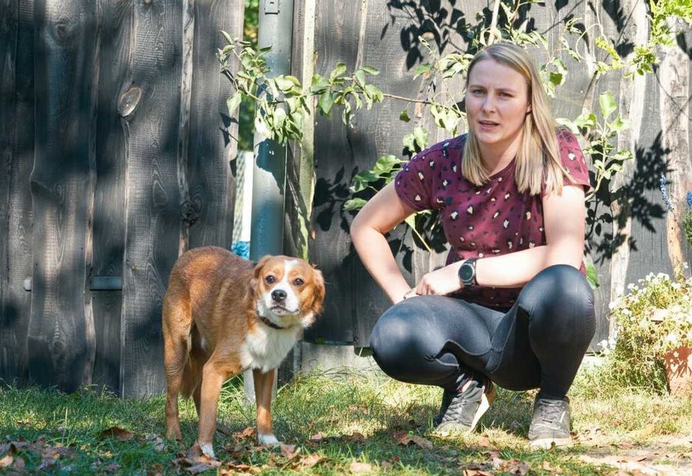 KILLEREK - niewielki bardzo czujny pies