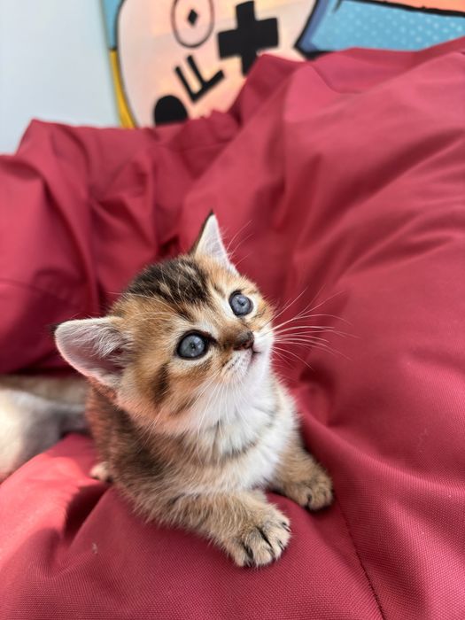Шотландське кошеня