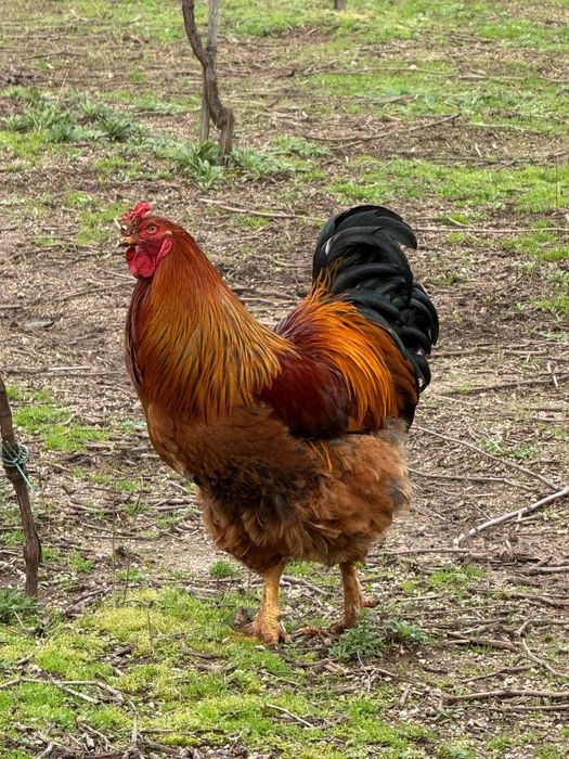 Galos Brahma para venda