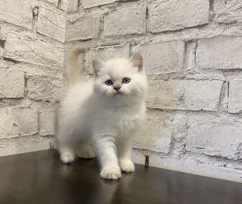 Красивый чудо котик