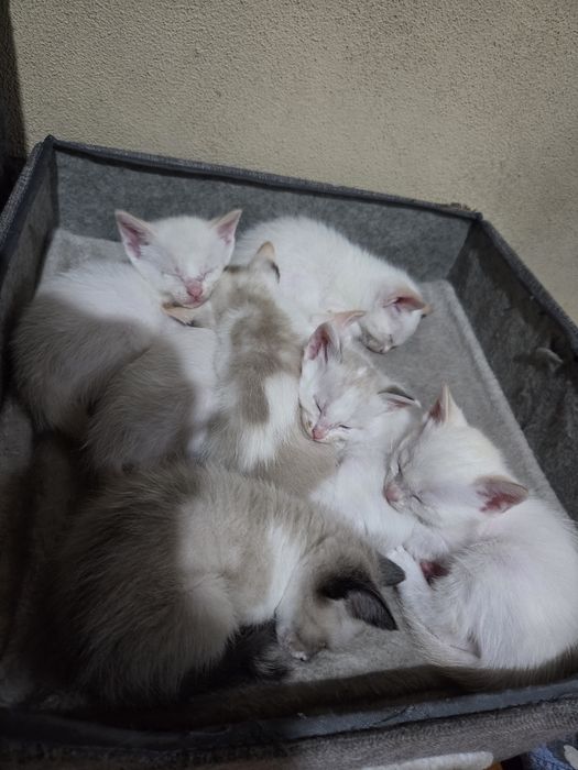 Gatos para adoção