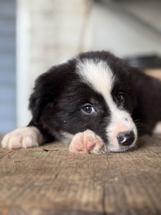 Cachorro Border collie