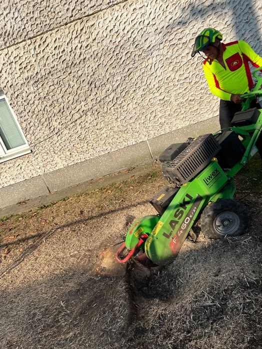 Usuwanie pniaków, frezowanie pni drzew Piotrków Trybunalski