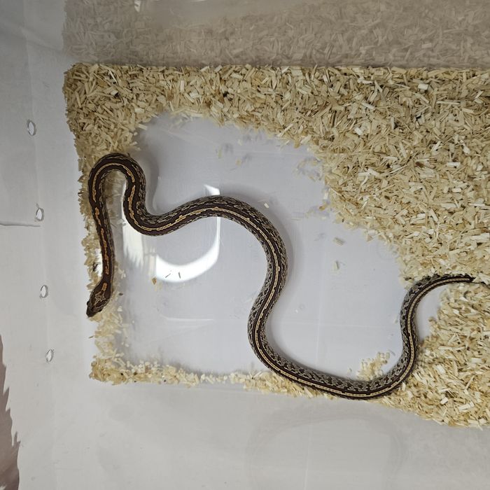 Wąż zbożowy młode