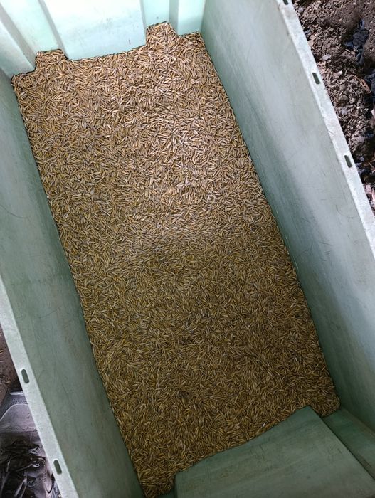 Owies jary tegoroczny