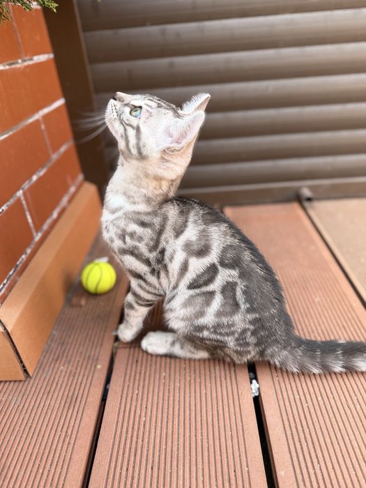 Бенгал  Silver Girl