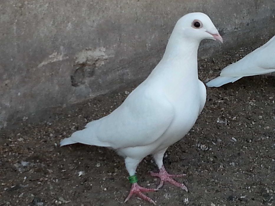 Gołębie pocztowe białe