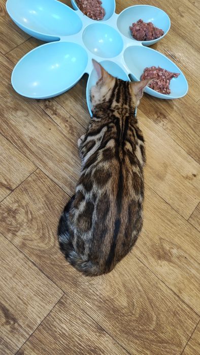 Бенгальські кошенята. Офіційний Розплідник.