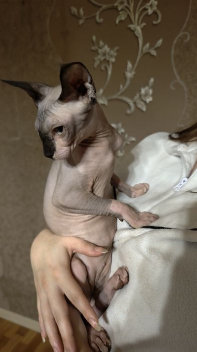 Котята Канадского Сфинкса