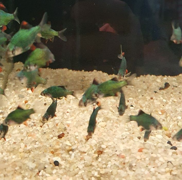 Brzanka Mszysta Kraków (Swoszowice)