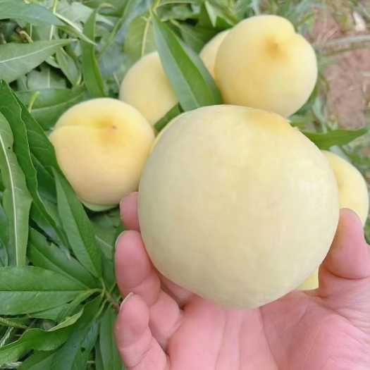 Pessegueiro que dá pêssegos BRANCOS deliciosos