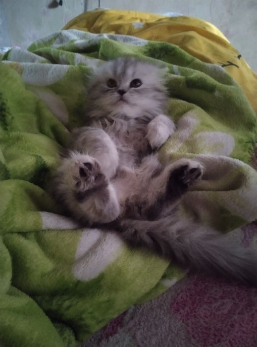 Красунчік шотландський