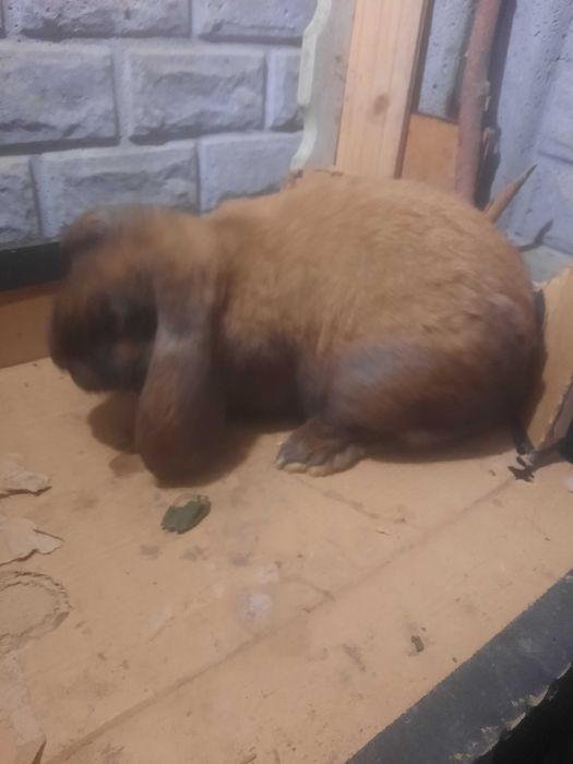 Samce barana francuskiego