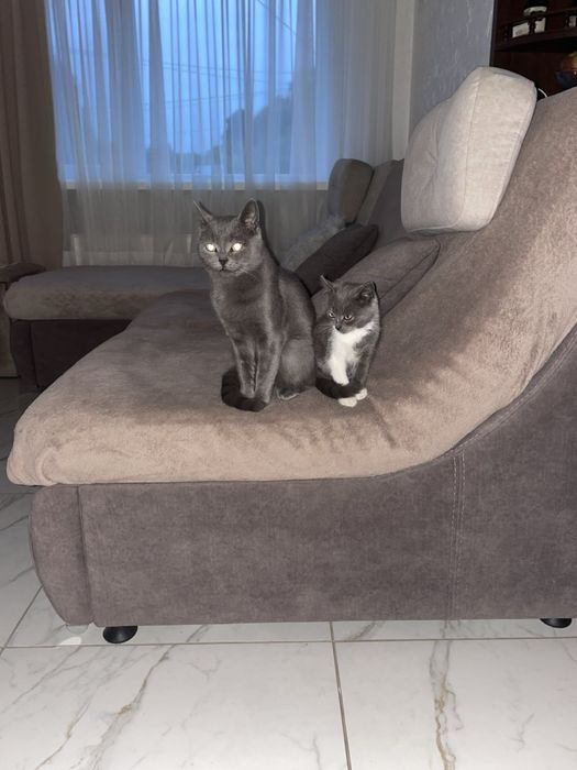 Кошеня в добрі руки