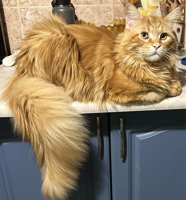 Пропал кот Броварки Полтавская обл