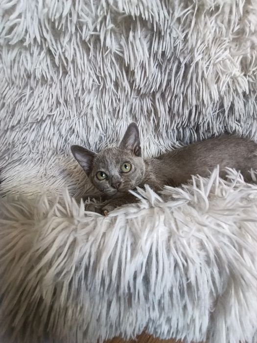 Кошечка бурма голубой окрас