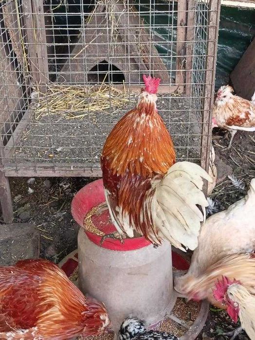 Карликовые куры Бентамки . Півень Петух Курка Курица