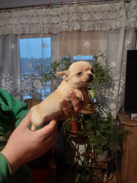 Chihuahua Pieski 2 miesiące