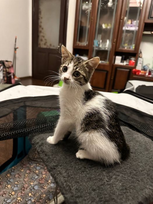 Котик/ кошеня в добрі руки