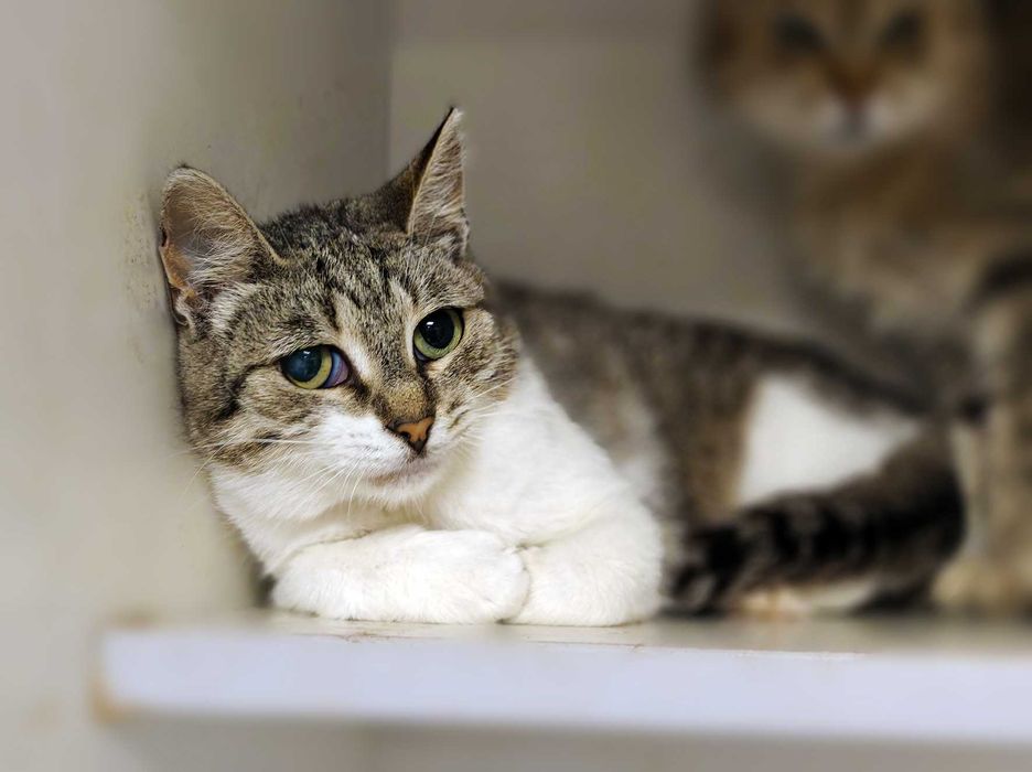 Кото-дитинка Совушка шукає дім